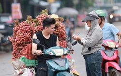 Bắc Giang: Người dân phấn khởi vì giá vải thiều cao chưa từng có, gần 100.000 đồng/kg