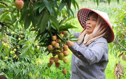 Vụ vải thiều mất mùa chưa từng thấy nhiều năm qua