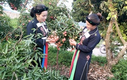Phụ nữ dân tộc Cao Lan thoát nghèo nhờ thay đổi nếp nghĩ, cách làm