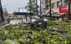 TPHCM: Cây gãy rơi đè ô tô, nhà tốc mái, rạp cưới bị thổi bay trong mưa giông 