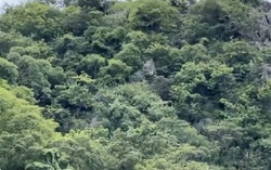Nạn chặt trộm gỗ sưa trên núi Thầy (Quốc Oai, Hà Nội): Bài 2 - Chưa có biện pháp ngăn chặn hữu hiệu