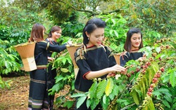 Cơ hội và rào cản với phụ nữ dân tộc thiểu số khi tham gia làm kinh tế
