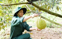 Tăng thu nhập cho gia đình bằng cây sầu riêng