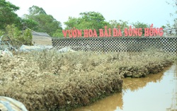 Vườn hoa bãi đá sông Hồng tan hoang, hư hỏng nặng sau ngập lụt