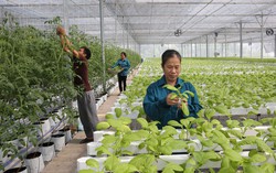 Ban hành Nghị định quy định chi tiết một số điều của Luật Hợp tác xã