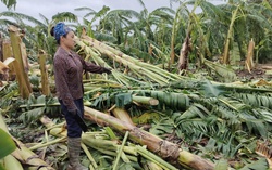Nông dân trồng chuối ở Hưng Yên: Còn người còn của, bình tĩnh khắc phục hậu quả bão lũ