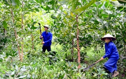 Thúc đẩy sắp xếp, đổi mới, nâng cao hiệu quả hoạt động của công ty nông, lâm nghiệp 