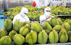 Nông, lâm, thủy sản Việt Nam xuất khẩu tới hơn 190 quốc gia, vùng lãnh thổ