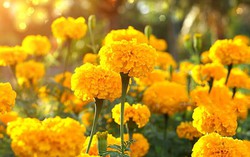 Đóa vạn thọ bừng sáng