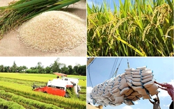 Quy định mới về kinh doanh xuất khẩu gạo