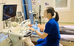 Bệnh viện dã chiến Việt Nam cấp cứu kịp thời nữ quân nhân Ghana bị vỡ nang buồng trứng