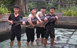 Cá tầm 50kg sẽ được chào bán tại Tuần lễ Nông sản Việt 2025