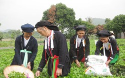 Phụ nữ Sán Dìu gìn giữ trang phục truyền thống