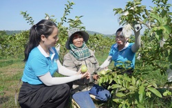 Người phụ nữ "gieo trái ngọt" trên vùng đất đỏ Nghĩa Đàn