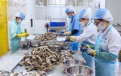 Tăng cường chuỗi liên kết, tạo bước phát triển mới cho "món quà đến từ biển đảo"