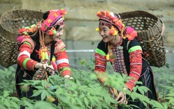 Phát huy vai trò phụ nữ dân tộc thiểu số và miền núi trong xây dựng thương hiệu OCOP 