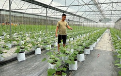 Nông nghiệp Tuyên Quang bứt phá từ chuyển đổi số và chuyển đổi xanh