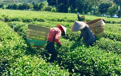 Trà tôm nõn Hoàng Gia: Từ bàn tay người phụ nữ Vô Tranh đến đấu trường trà quốc tế