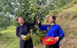 Mùa dẻ Lạng Sơn hấp dẫn du khách đến du lịch trải nghiệm