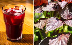 Không phải ai cũng nên uống nước lá tía tô