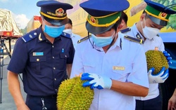 Hàng nghìn tấn sầu riêng đã được bán sang Trung Quốc