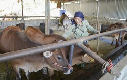 "Nhà nghỉ trâu bò" giữa đại ngàn - điểm tựa mưu sinh của phụ nữ dân tộc