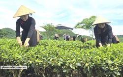 Nâng tầm nông sản vùng dân tộc thiểu số và miền núi thành thương hiệu quốc gia