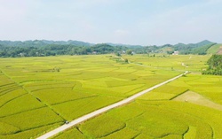 Hợp Thành: Miền ký ức nảy mầm từ bản sắc Tày