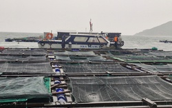 Khánh Hòa khẩn trương ứng phó bão số 15