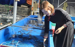 Tuyên Quang: Hành trình phụ nữ vùng cao thay đổi "nếp nghĩ, cách làm" và tư duy sản xuất