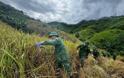 Hội LHPN xã La Êê cùng bộ đội giúp dân thu hoạch lúa trước cơn bão số 13