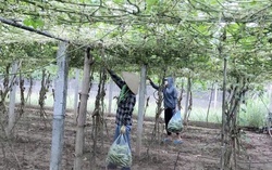 Nhiều cách làm linh hoạt, giảm nghèo thông tin từ cơ sở