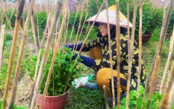 "Thủ phủ" hoa cúc ở Khánh Hòa lo hoa không nở kịp vụ Tết 2026