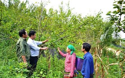 Lào Cai: Nỗ lực giảm nghèo bền vững, nâng cao đời sống người dân