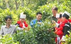 Chuyển đổi số tạo đột phá giảm nghèo đa chiều ở Tuyên Quang