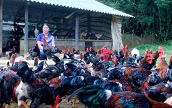 Hỗ trợ sinh kế phù hợp giúp giảm nghèo bền vững