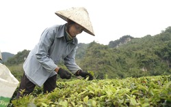 Khơi thông nguồn vốn ưu đãi cho phụ nữ dân tộc thiểu số Khun Há vươn lên