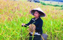 Nghệ An: Đẩy lùi cây thuốc phiện dưới chân núi Phà Cà Tủn