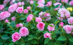 Truyện ngắn: Mùa hoa sau bão