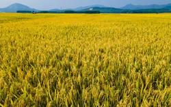 Nhớ mùa gặt lúa chạy mưa dông