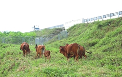 “Nóng” tình trạng phá rào, xâm phạm hành lang cao tốc Diễn Châu-Bãi Vọt