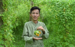 Khởi nghiệp từ dược liệu bản địa: Hướng đi bền vững cho kinh tế nông thôn Thái Nguyên