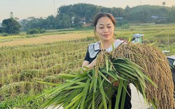 Nếp vải từ ruộng làng Ôn Lương đến OCOP 4 sao