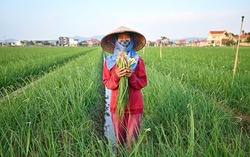 Kết nối nông sản Đồng bằng sông Hồng: Đảm bảo nguồn cung phục vụ thị trường Tết