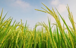 Vai trò then chốt trong hợp tác quốc tế và huy động tài chính để giảm phát thải mê-tan