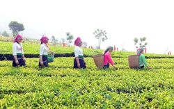 “Đòn bẩy” giúp giảm nghèo và nâng cao vị thế phụ nữ ở Lai Châu