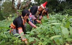 Phong Thổ triển khai hiệu quả chương trình giảm nghèo gắn với thúc đẩy bình đẳng giới
