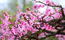 Chỉ thị của Ban Bí thư về việc tổ chức Tết Bính Ngọ năm 2026