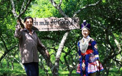 Mận Tam hoa thay thế cây thuốc phiện ở "cổng trời" Mường Lống