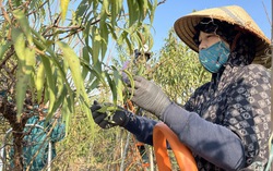 Làng đào Nhật Tân nhộn nhịp chuẩn bị vụ Tết Nguyên đán 2026